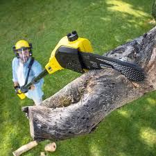 How Our Tree Care Process Works  in  Macopin, NJ