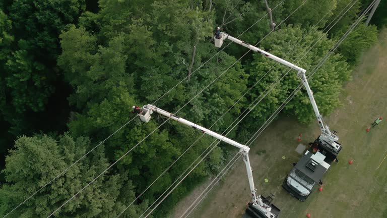 Best Tree Removal  in Macopin, NJ