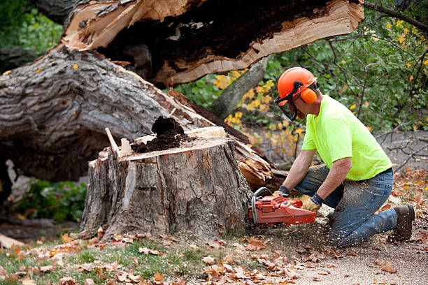 Reliable Macopin, NJ Tree Removal Solutions