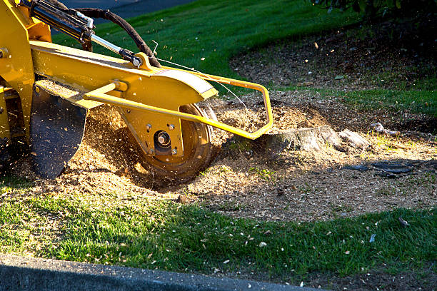  Macopin, NJ Tree Removal Pros