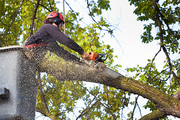 Best Lawn Disease Treatment  in Macopin, NJ